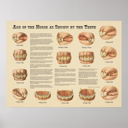 ティース・チャートに示された馬の年齢 ポスター (正面)