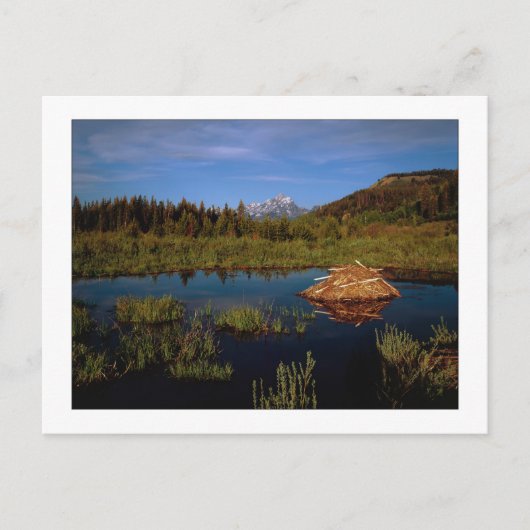 「ティートンサマー」 ポストカード (正面)