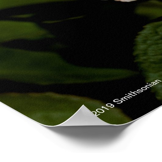 ティーバラ ポスター (角)