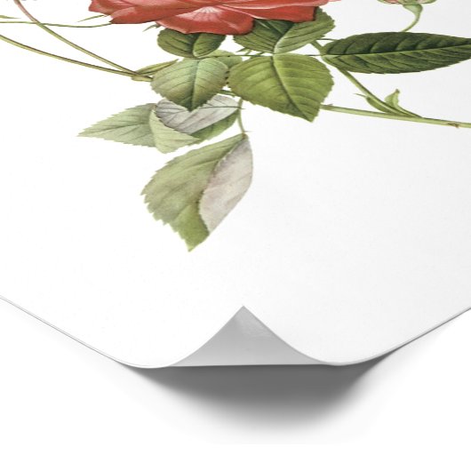 ティーバラ(ローザインディカクルエンタ)by Redoute ポスター (角)