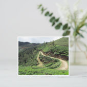 ティープランテーショントレイル ポストカード (スタンド正面)