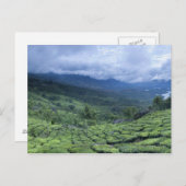ティープランテーション2ケララ州インド ポストカード (正面/裏面)