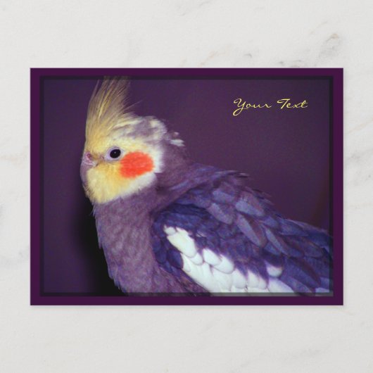 ティールポストカード ポストカード (正面)