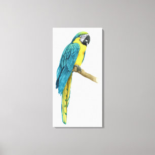 ティール(緑がかった色)のコンゴウインコ キャンバスプリント
