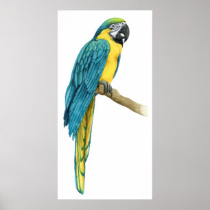 ティール(緑がかった色)のコンゴウインコ ポスター