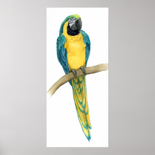 ティール(緑がかった色)のコンゴウインコ ポスター