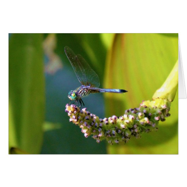 ティール（緑がかった色）アイドトンボ (正面横)