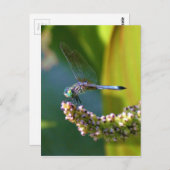 ティール(緑がかった色)アイドトンボ ポストカード (正面/裏面)