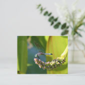 ティール（緑がかった色）アイドトンボ ポストカード (スタンド正面)