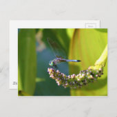 ティール（緑がかった色）アイドトンボ ポストカード (正面/裏面)