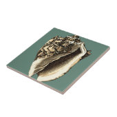 ティール(緑がかった色)コンチシェル タイル (側面)