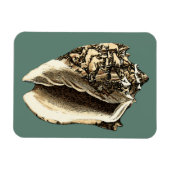 ティール(緑がかった色)コンチシェル マグネット (横)