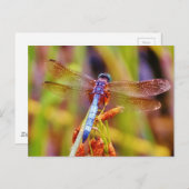 ティール（緑がかった色）トンフライオンセッジ ポストカード (正面/裏面)