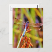 ティール（緑がかった色）トンフライオンセッジ ポストカード (正面/裏面)