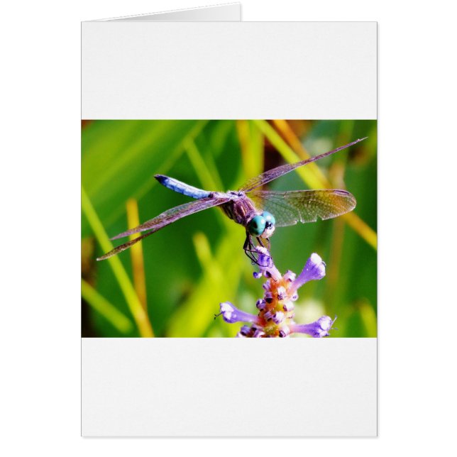 ティール（緑がかった色）&パープルドラゴンフライ (正面)