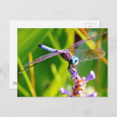 ティール(緑がかった色)&パープルドラゴンフライ ポストカード (正面/裏面)