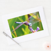 ティール（緑がかった色）&パープルドラゴンフライ 長方形シール (封筒)