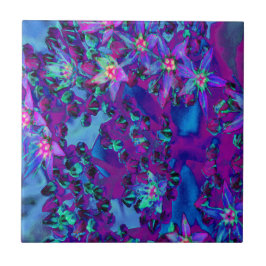 ティール（緑がかった色）、マゼンタ、青の多肉性セダムの花 タイル