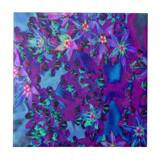 ティール（緑がかった色）、マゼンタ、青の多肉性セダムの花 タイル (正面)