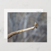 ティーンエイ・チニー ポストカード (正面/裏面)