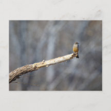 ティーンエイ・チニー