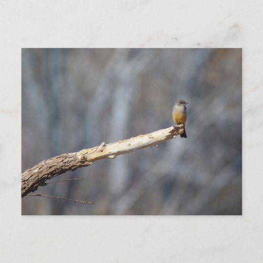 ティーンエイ・チニー ポストカード (正面)