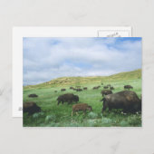 テオドールのバイソンの群れ草原の草 ポストカード (正面/裏面)
