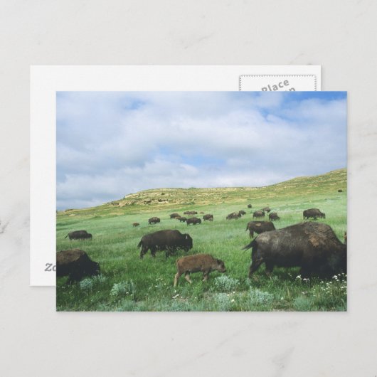 テオドールのバイソンの群れ草原の草 ポストカード (正面/裏面)