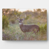 テキサスの秋とオジロジカ フォトプラーク (正面)
