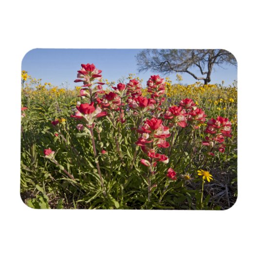 テキサスの路傍に咲く春の野の花 マグネット (横)