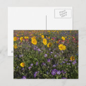 テキサスの路傍の野生の花 春 ポストカード (正面/裏面)