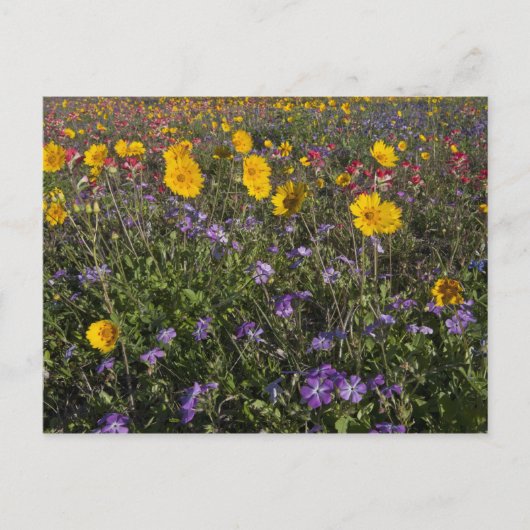 テキサスの路傍の野生の花 春 ポストカード (正面)