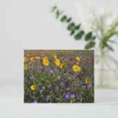 テキサスの路傍の野生の花 春 ポストカード (スタンド正面)