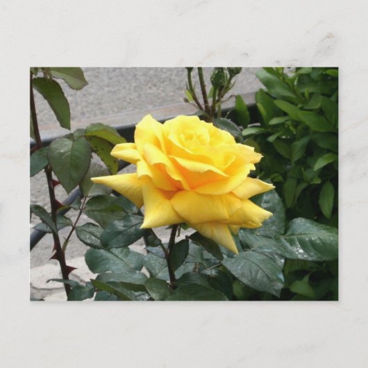 テキサスの黄色いバラ ポストカード (正面)