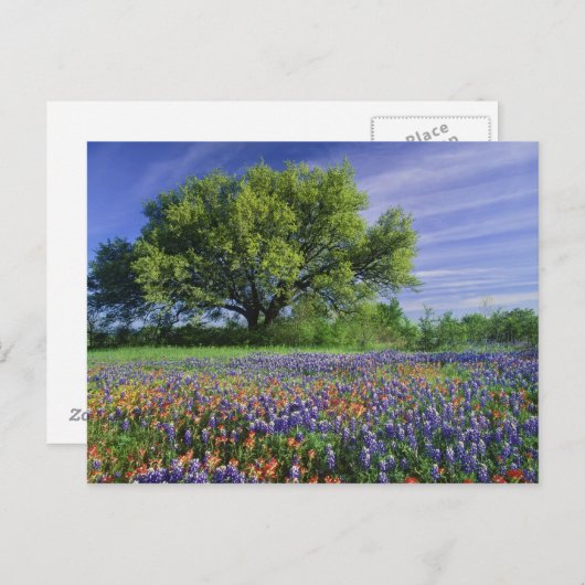 テキサスオークとテキサスヤマハハカとテキサス ポストカード (正面/裏面)