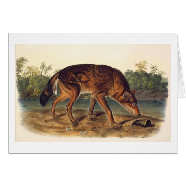 テキサス州のアメリカアカオオカミ (正面横)