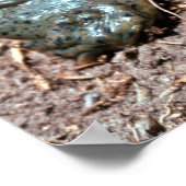 テキサス州のイカサエビ ポスター (角)