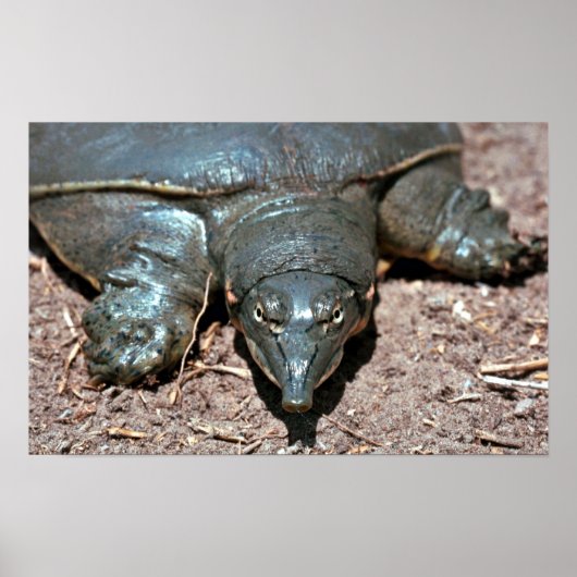 テキサス州のイカサエビ ポスター (正面)