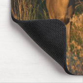 テキサス州のオジロ鹿 マウスパッド (コーナー)