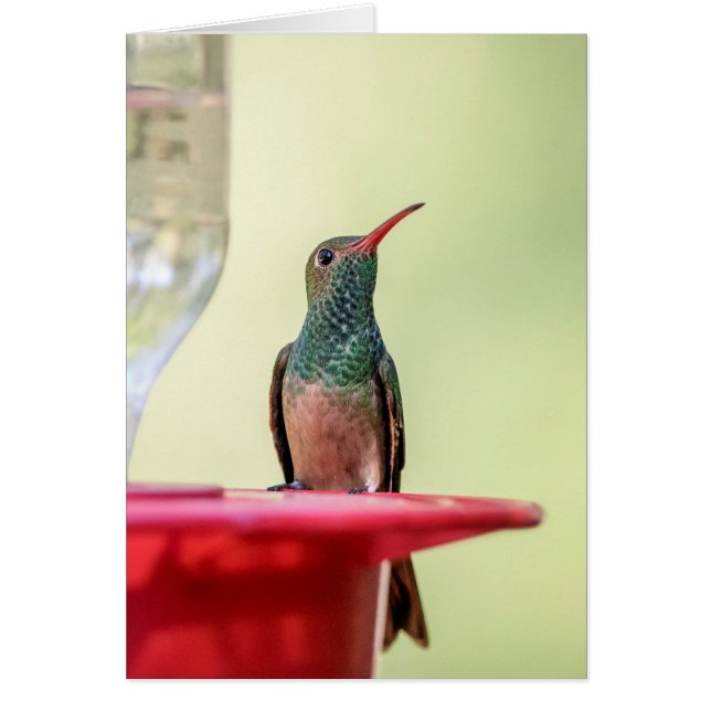 テキサス州のハチドリ (正面)