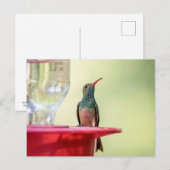 テキサス州のハチドリ ポストカード (正面/裏面)