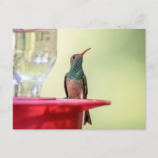 テキサス州のハチドリ ポストカード (正面)