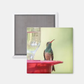 テキサス州のハチドリ マグネット (正面/裏面)