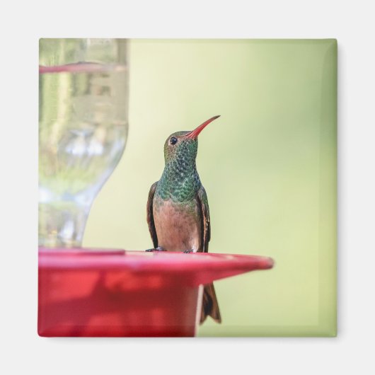 テキサス州のハチドリ マグネット (正面)