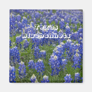 テキサス州の州花のBluebonnetsの磁石 マグネット