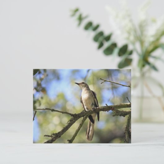 テキサス州の州鳥の郵便はがき:  マネシツグミ ポストカード (スタンド正面)