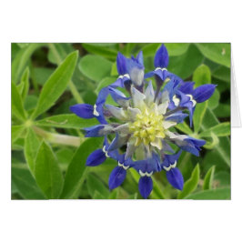 テキサス州の目