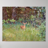 テキサス州の野生で生まれたばかりの鹿の子 ポスター (正面)