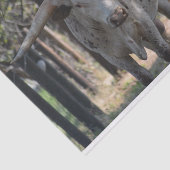 テキサス州の長角牛のティッシュペーパー 薄葉紙 (詳細)