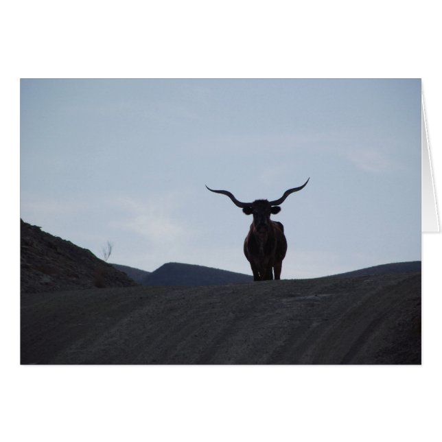 テキサス州の長角牛 (正面横)